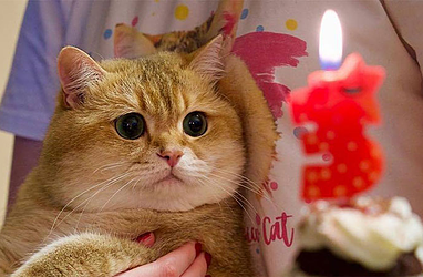 طول عمر گربه چند سال است؟ | تشخیص سن گربه‌ها