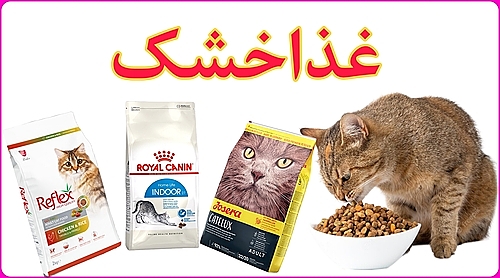 محصولات گربه