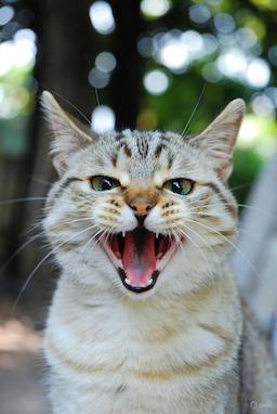 بررسی معنای میو کردن گربه | چرا گربم میو میو میکنه؟