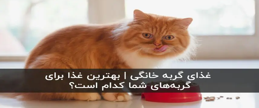 غذای گربه خانگی | بهترین غذا برای گربه‌های شما کدام است؟