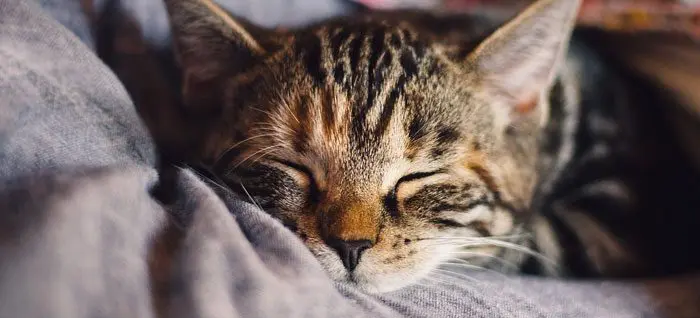 چرا گربه ها زیاد می خوابند؟ ۴ دلیل اصلی زیاد خوابیدن گربه ها