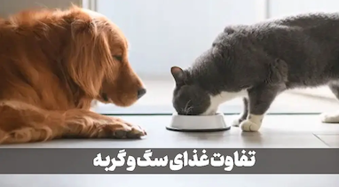 فرق غذای سگ و گربه چیست؟ تفاوت غذاهای مختلف گربه و سگ