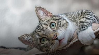 آشنایی با گربه DSH یا موکوتاه