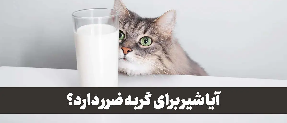 شیر برای گربه ضرر دارد؟ + اسراری که حتی دامپزشکان نمی گویند!