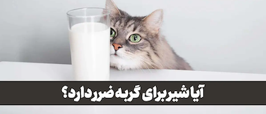 شیر برای گربه ضرر دارد؟ + اسراری که حتی دامپزشکان نمی گویند!