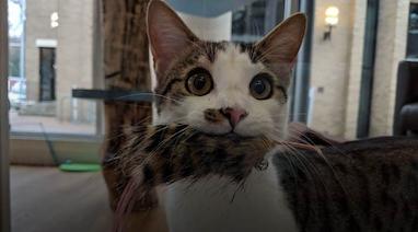 علائم یبوست در گربه و درمان آن