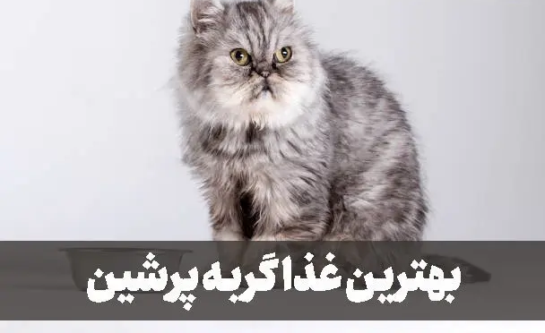 بهترین غذای گربه پرشین چیست؟ + رژیم غذایی سالم برای این نژاد