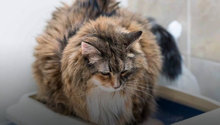 درمان اسهال گربه