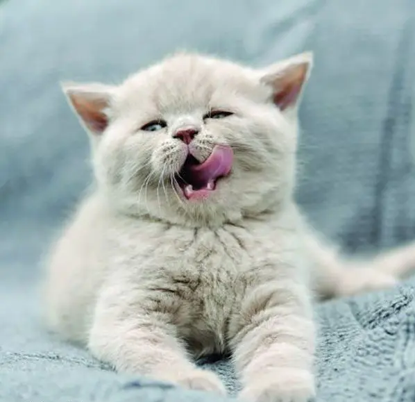 بوی بد دهان گربه (هالیتوزیس)